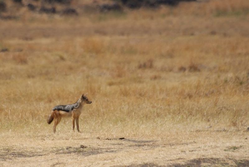 A black-backed jackal in Ngorongoro Crater in the dry season