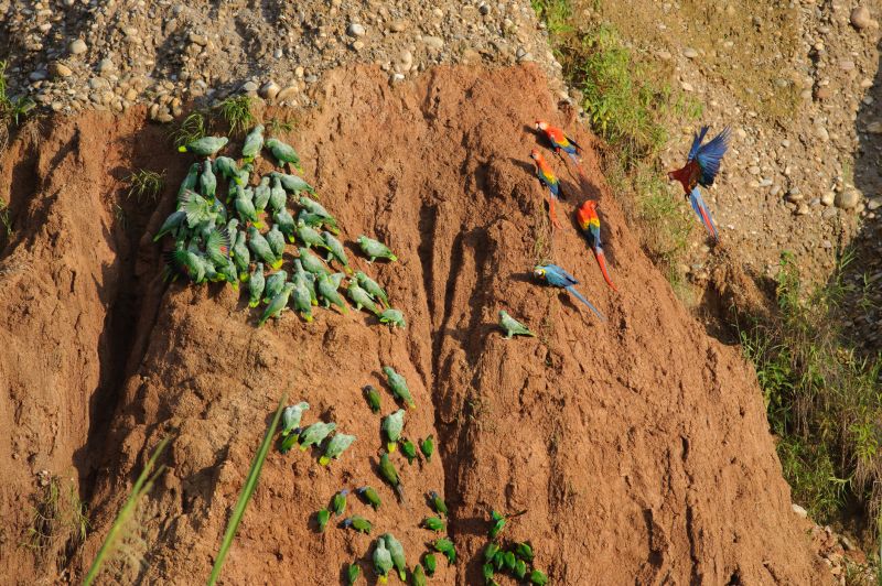 Parakeets and macaws at clay lick in Tambopata, Peru's Amazon rainforest