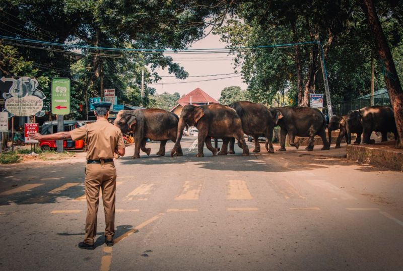 Elephants crossing street in Sri Lanka