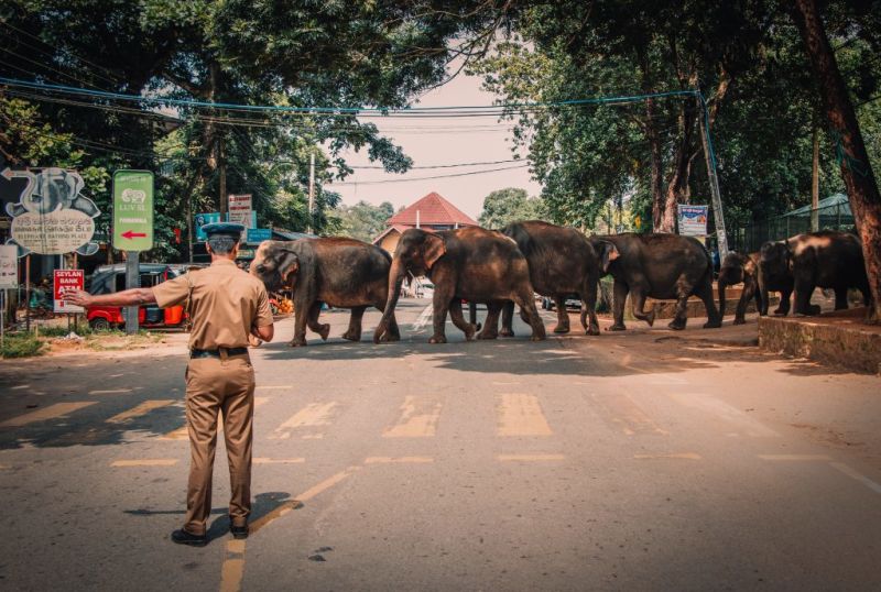 Elephants crossing street in Sri Lanka