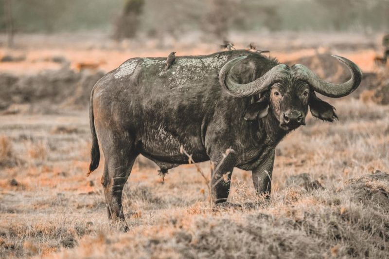 Cape buffalo (Big Five) with madenhacker birds on its back