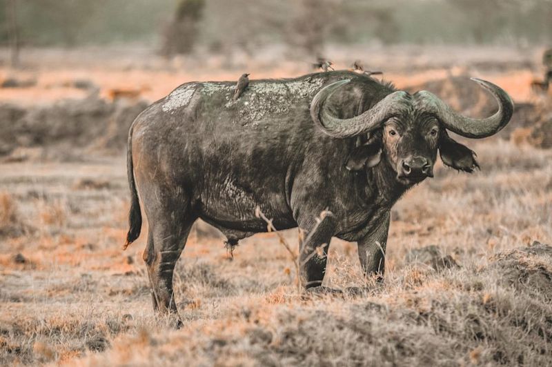 Cape buffalo (Big Five) with madenhacker birds on its back