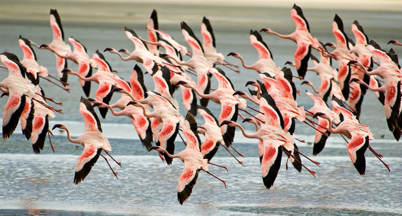 Lesser flamingoes in flight, Ngorongoro Crater
