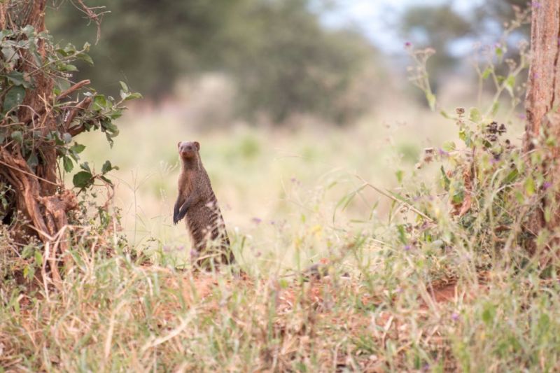 Banded mongoose in Tarangire National Park