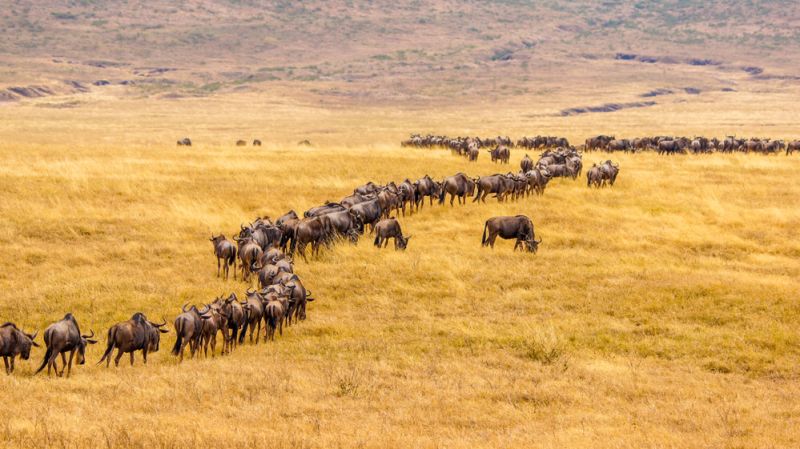 Ours. Wildebeests train, Great Migration, Kenya safari