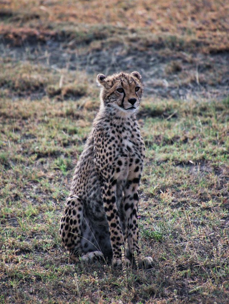 Cheetah