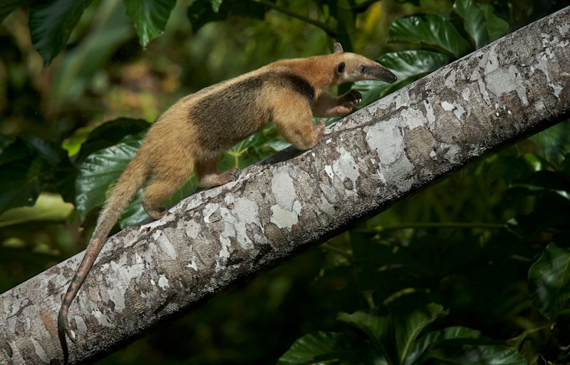 Anteater walking up a fallen tree trunk in Tambopata, Peruvian Amazon rainforest