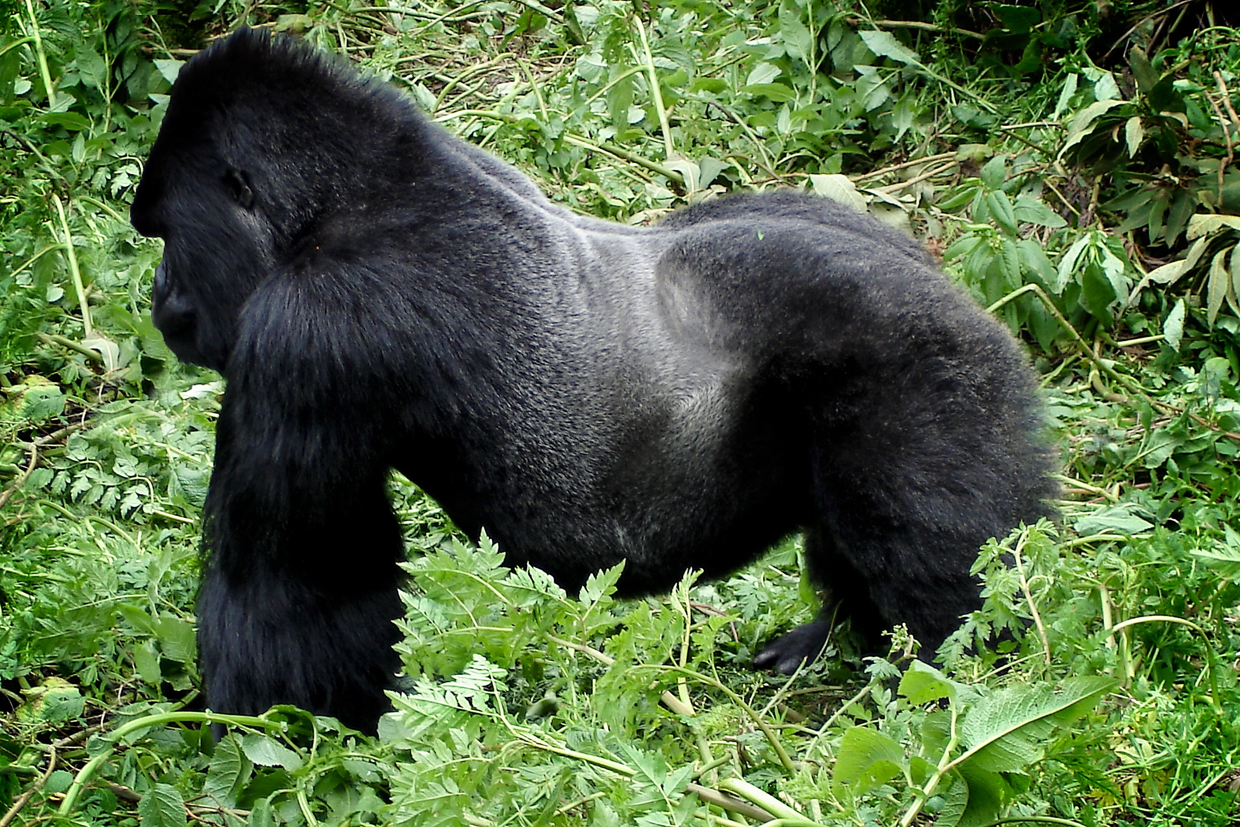 Silverback mountain gorilla