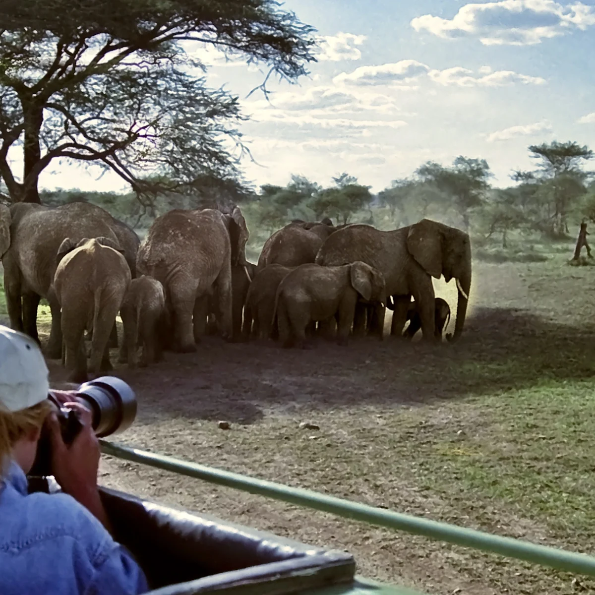 Photographer taking pictures of elephants