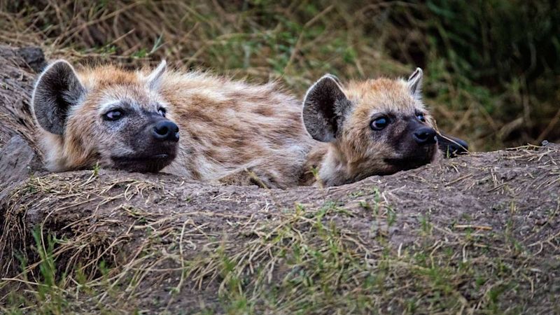 Two seated hyenas, best time for a safari in Tanzania