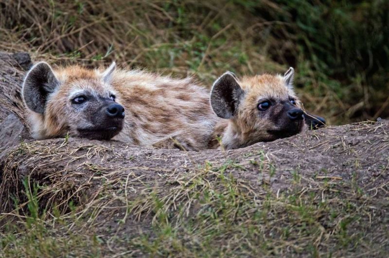 Two seated hyenas, best time for a safari in Tanzania