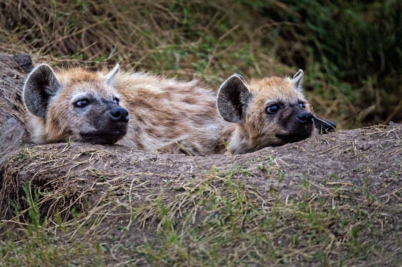 Two seated hyenas, best time for a safari in Tanzania