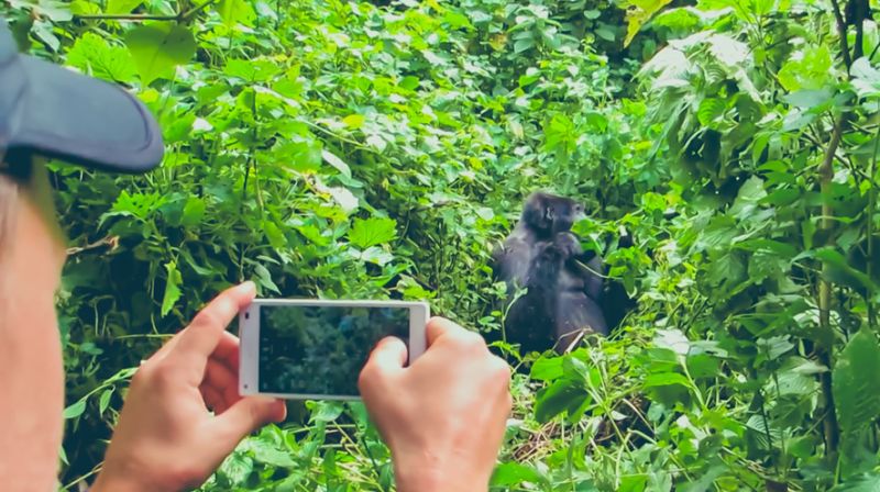 Man taking a photograph of a mountain gorilla busy eating
