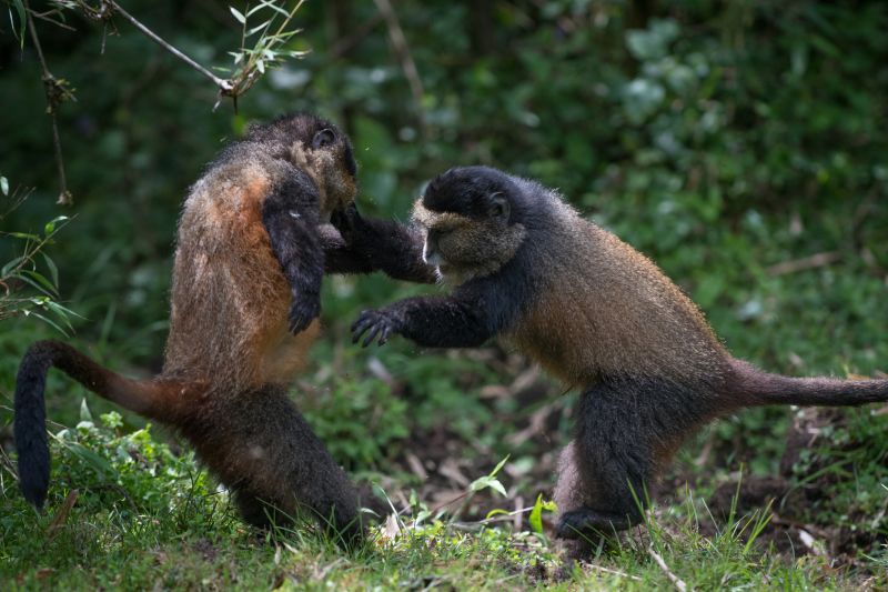 Two playing golden monkeys on forest floor, Volcanoes National Park, Rwanda