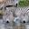 Ours. Zebras drinking water at Tarangire Tanzania safari