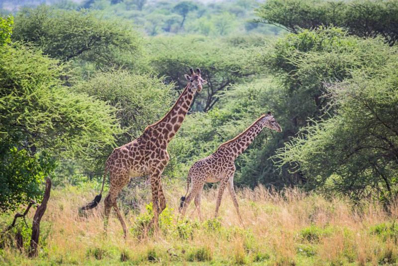 Giraffes in Tanzania