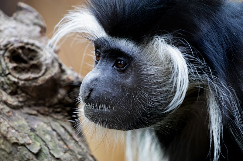 Black and white colobus monkey, or Kilimanjaro guereza