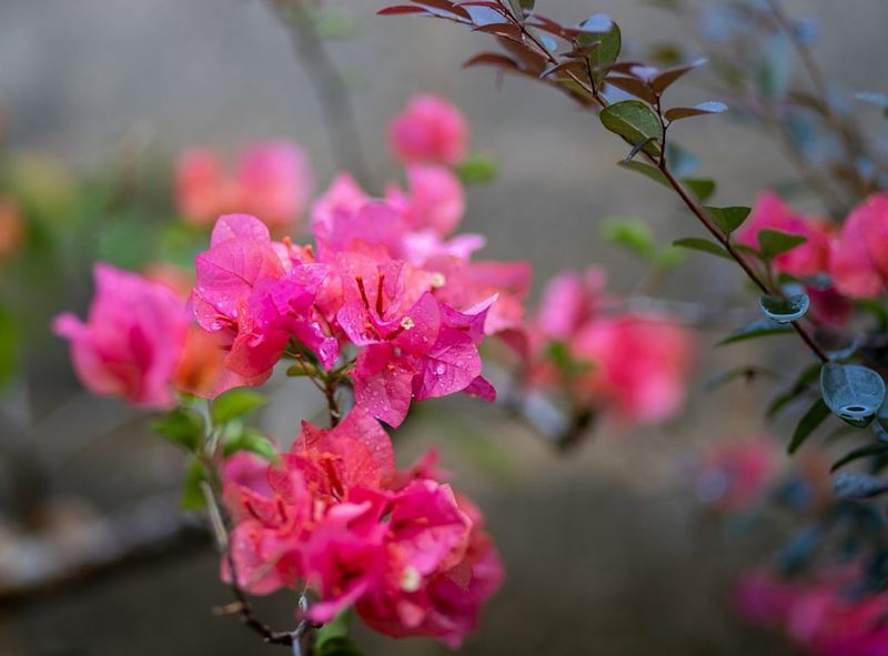 Pink bougainvillea