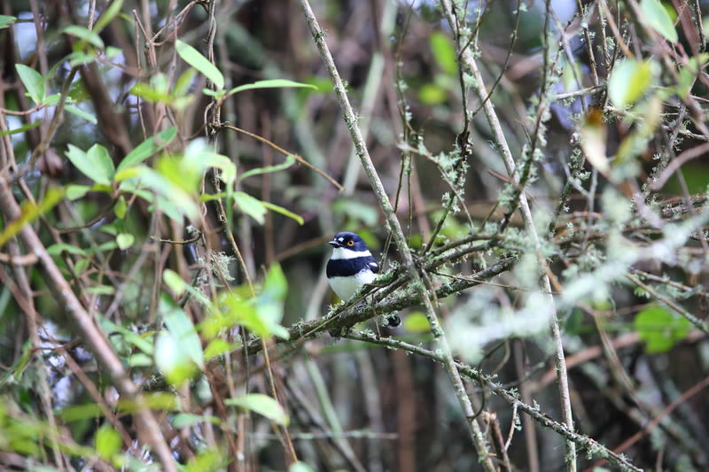 Ruwenzori batis (Batis diops), an Albertine Rift endemic, in Nyungwe National Park, Rwanda