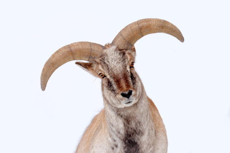 Portrait of male bharal blue sheep