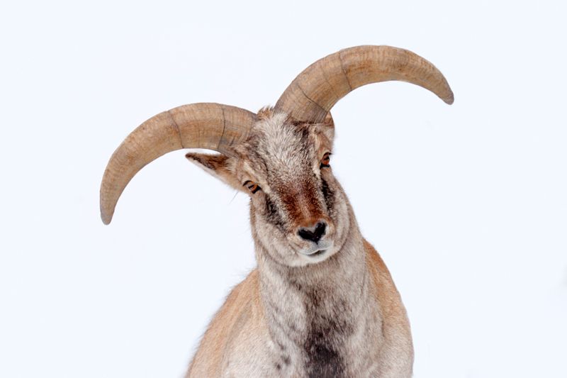 Portrait of male bharal blue sheep