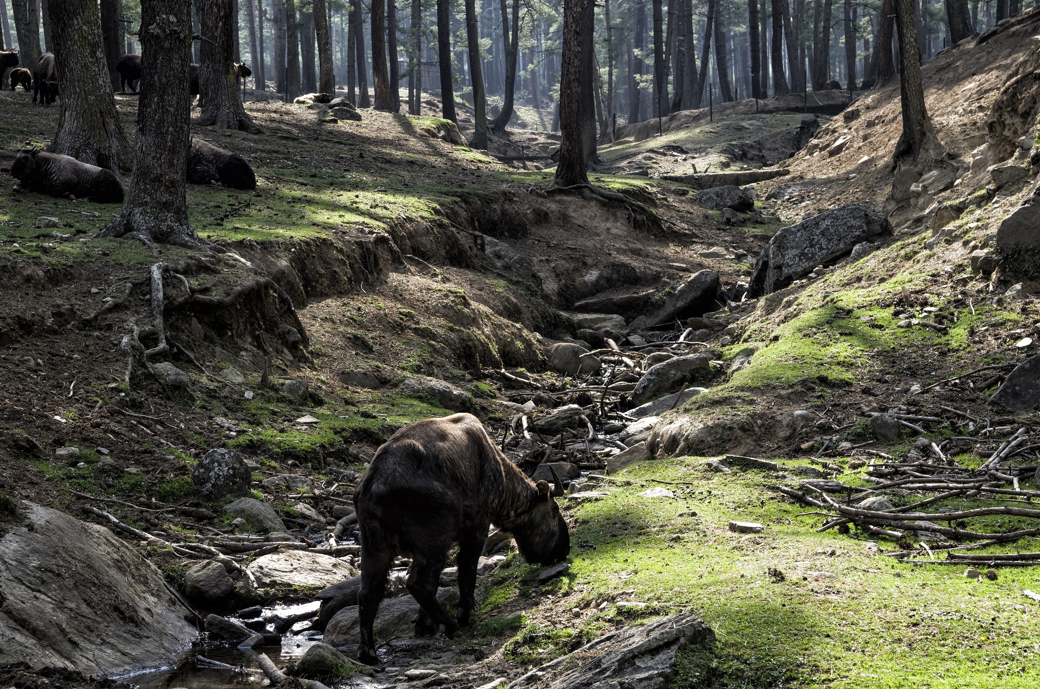 Bhutan takin by stream in wood