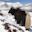 Yaks by Kicho Tal (Ice Lake) near Manang, Annapurna Mountains, Nepal