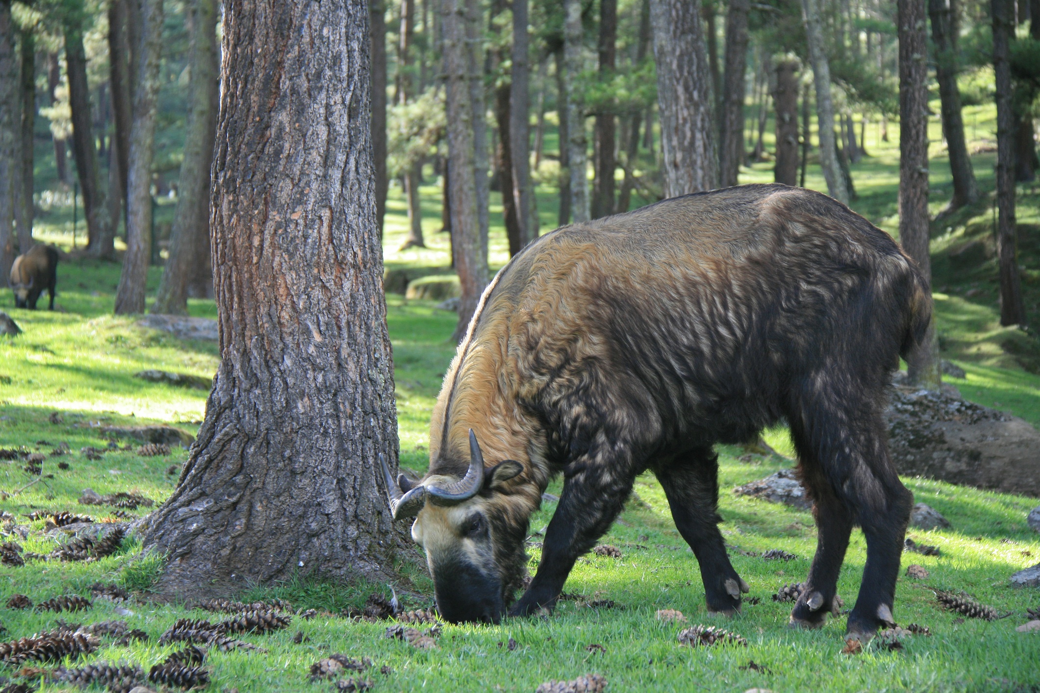 grazing takin in a forest in thimphu in bhutan
