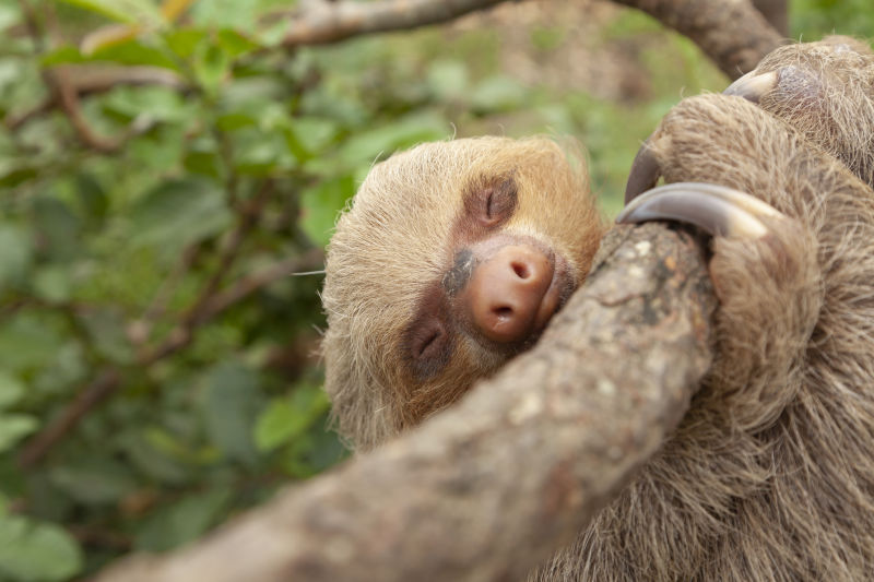 two-toed sloth, or Choloepus hoffmanni, clinging to a branch, asleep, in the Amazon rainforest