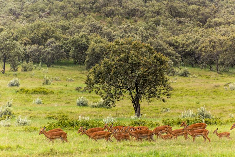 Impalas (Aepyceros melampus) in the Hell's Gate National Park, Kenya