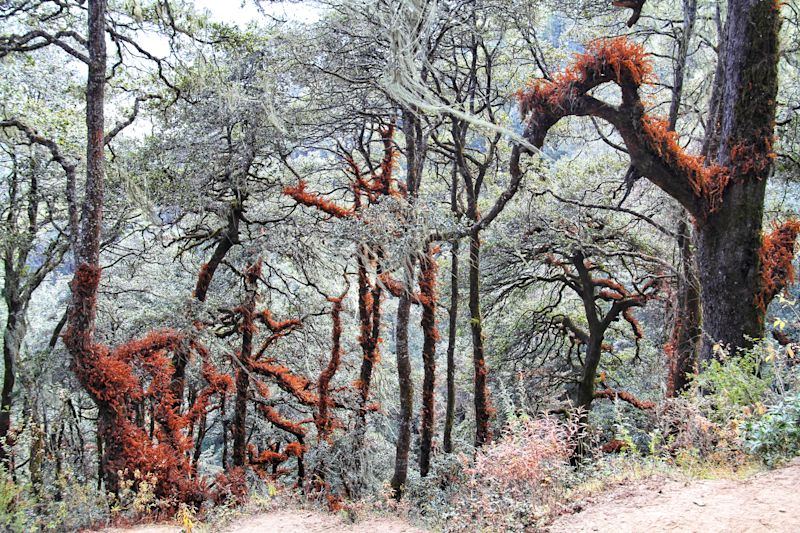 Pur. View of forest at trail to Taktshang Goemba or Tiger's nest monastery, Paro, Bhutan