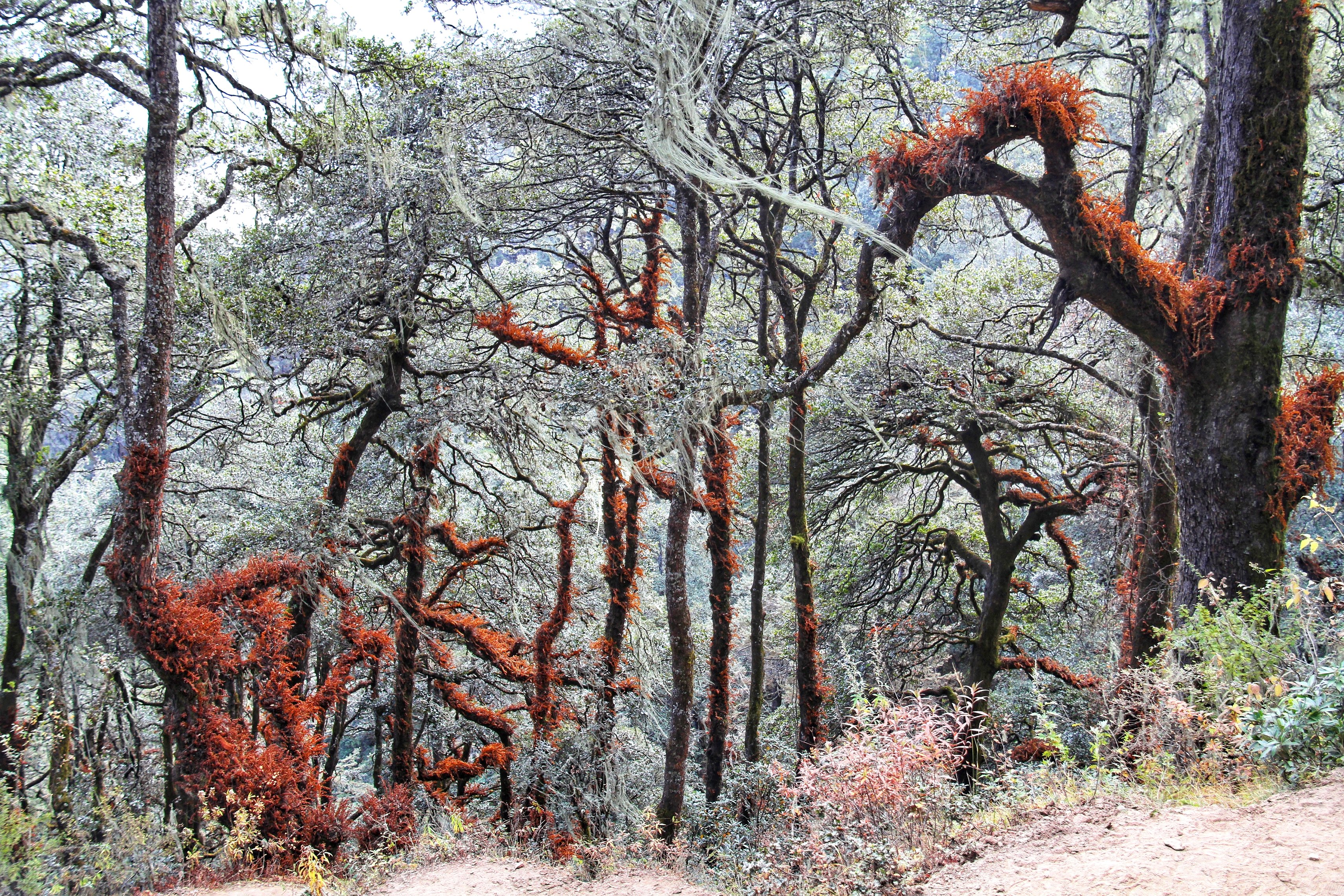 Pur. View of forest at trail to Taktshang Goemba or Tiger's nest monastery, Paro, Bhutan