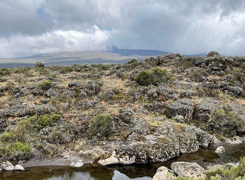 A vast scene of moorland vegetation on Kilimanjaro near Shira 2 Camp 