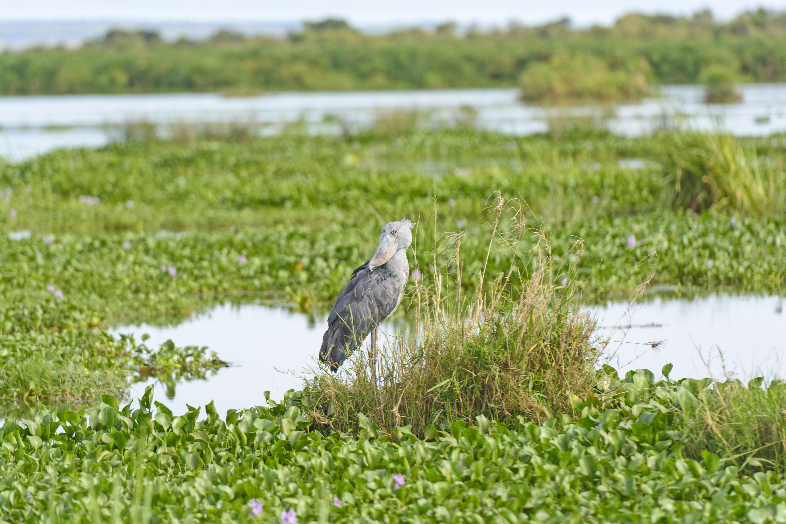 Shoe-billed Stork in the Marshes of the Victoria Nile