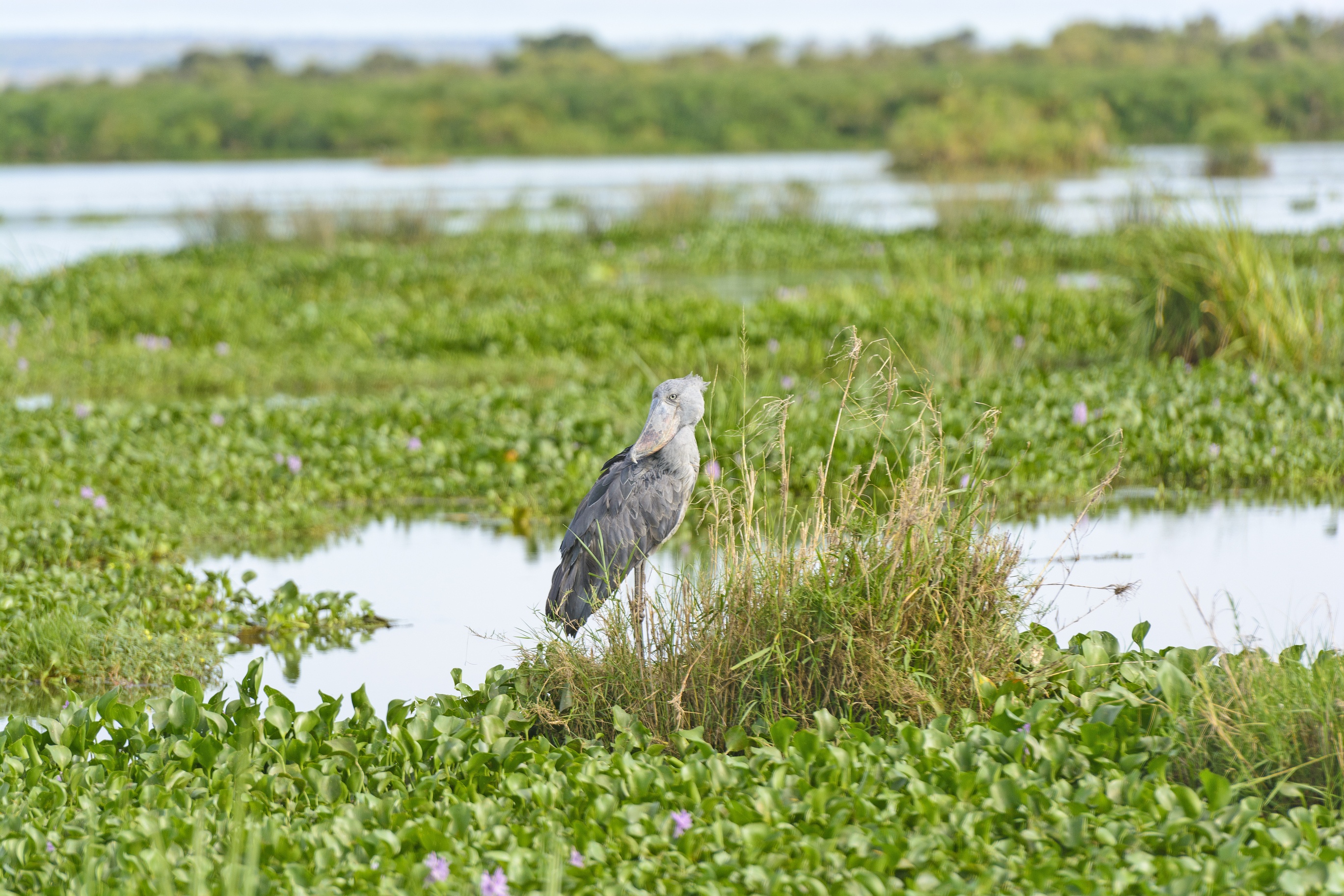 Shoe-billed Stork in the Marshes of the Victoria Nile