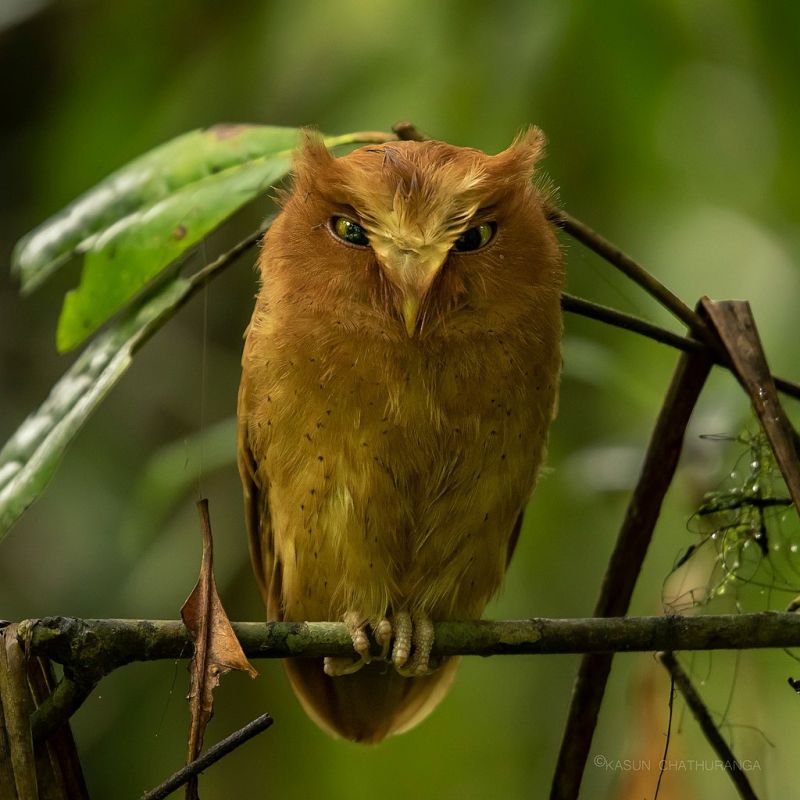 Serendip scops owl, Sri Lanka