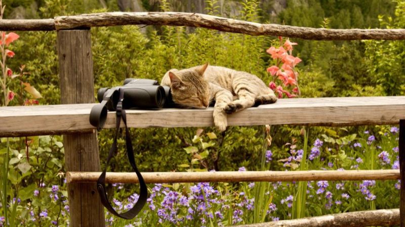 Cat and camera on fence along Taktsang Trail in Paro, Bhutan