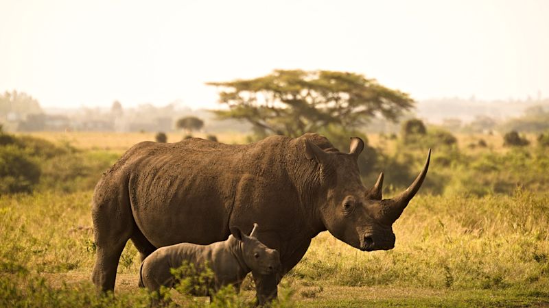 White rhino and calf standing in grassland with acacia tree in background