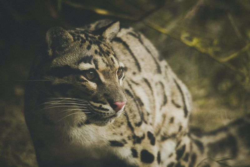 Clouded leopard, Bhutan travel guide