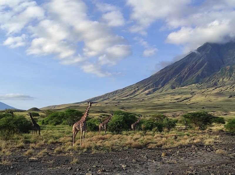 giraffes at base of volcano, Tanzania