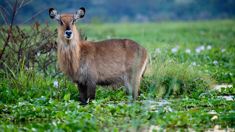 Female Waterbuck standing in the shallows of Lake Nakuru surrounded by water lilies in Kenya