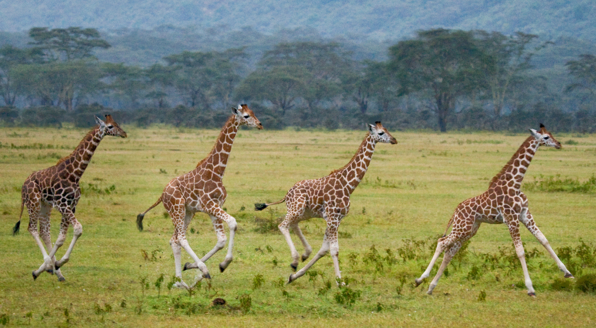 safari in Kenya 