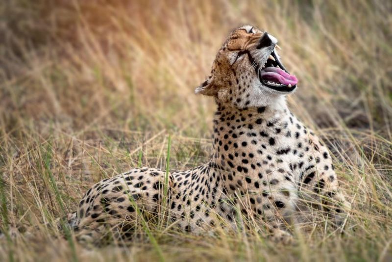 Yawning cheetah sitting in grass