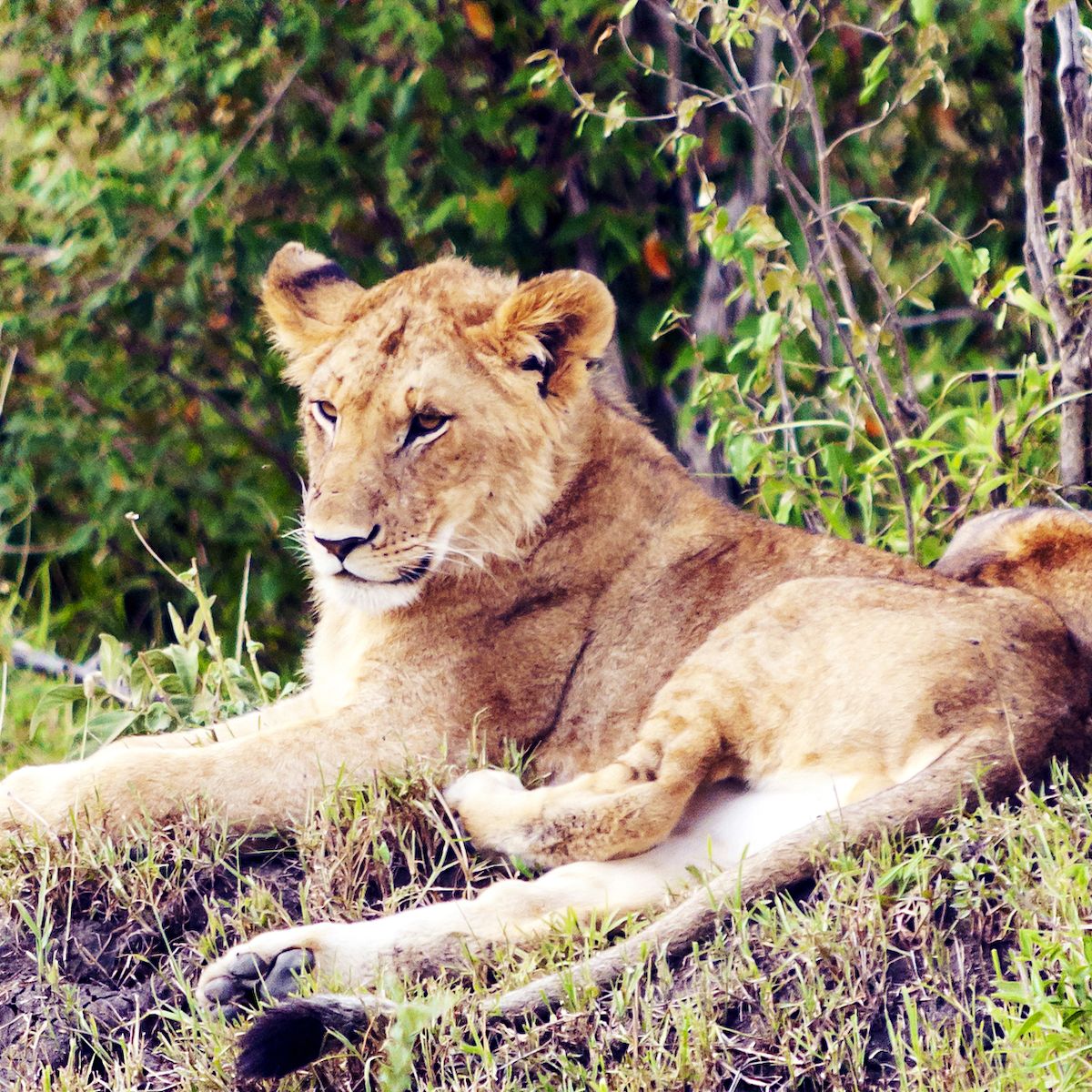 Two lionesses lying on ground among green grass in Maasai Mara, Kenya