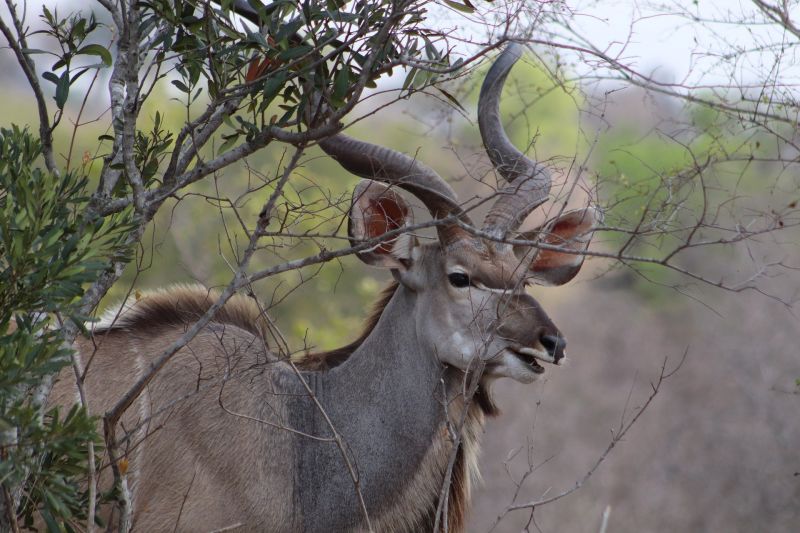 Cape bushbuck antelope