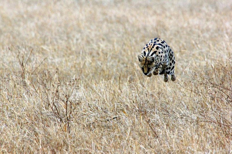 Serval cat midair