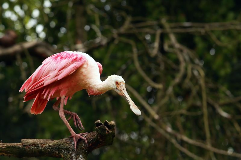 Roseate spoonbill, wet, standing on one leg on a tree stump