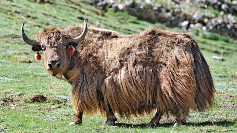 Tibetan yak in green field