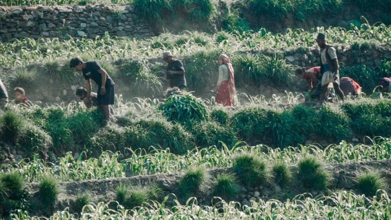 Nepal Farming in annapurna Circuit