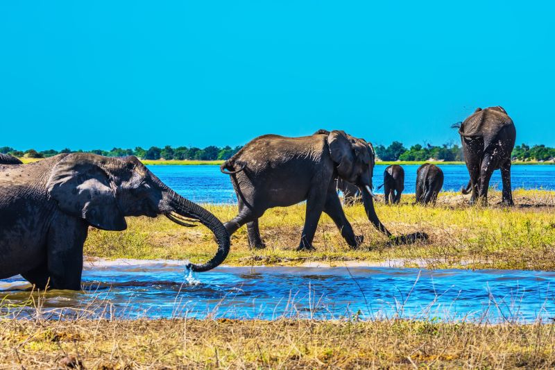 Elephants in river water Okavango Delta, Botswana, elephant migration safari